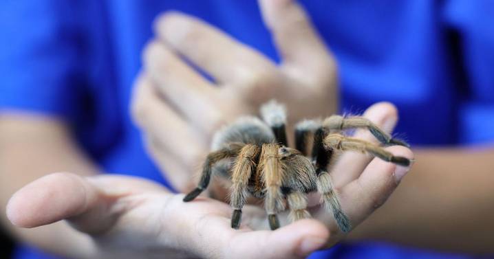 From the ER to the Reptile Room: Chesterfield couple spins a spider business
