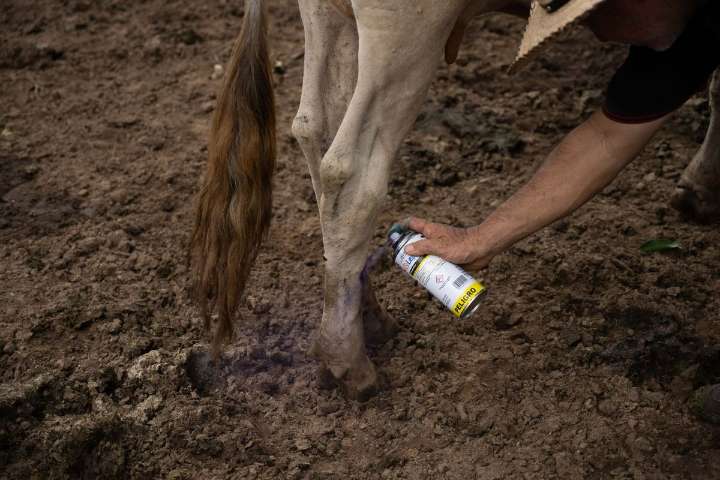 México asume presidencia del Comité de las Américas de Medicamentos Veterinarios