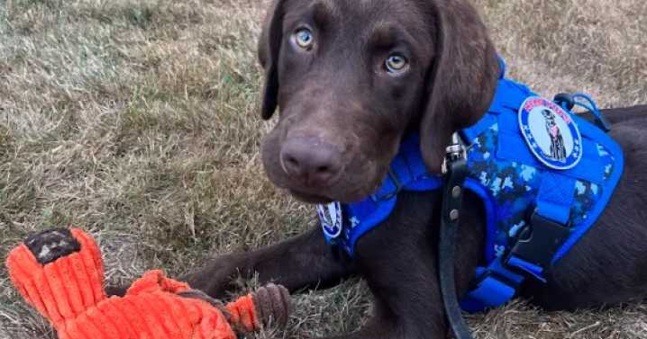 State official facing animal cruelty charges in public safety dog's death has resigned