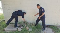 Extreme precauciones por animales ponzoñosos
