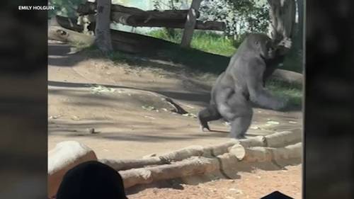 Gorilla slams into glass at San Diego Zoo, video shows