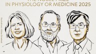 Premio Nobel de Medicina para Mary E. Brunkow, Fred Ramsdell y Shimon Sakaguchi "por sus descubrimientos sobre la tolerancia inmune periférica"
