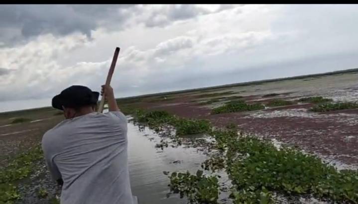 Trabajo ‘flash’ de Corpamag en la Ciénaga Grande, pero esta es la cruda realidad con la ‘Hydrilla’