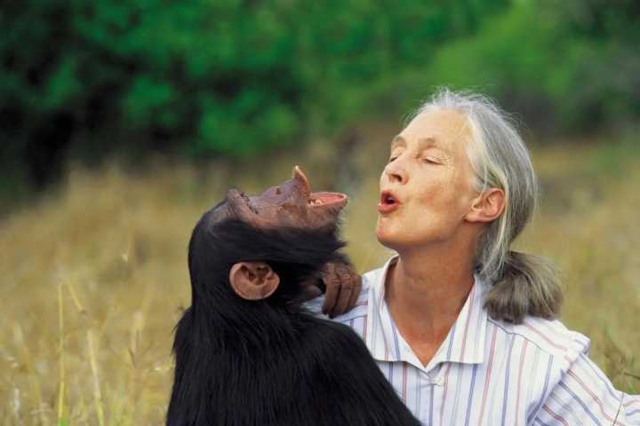 La Unesco, sobre «gran dama» Jane Goodall: «Su saludo chimpancé resonará por mucho tiempo»
