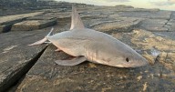 Walker's horror after finding fearsome cousin of great white shark washed up on shore