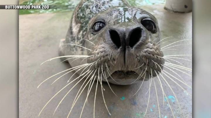 Republicans try to weaken 50-year-old law protecting whales, seals and polar bears