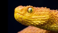 Slow-Motion Video Shows Snake Bites Live You've Never Seen Them Before