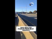 Man rescues possum from busy highway