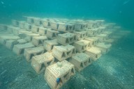 55.000 ostras están a punto de invadir el Mar Menor: son la última esperanza de un ecosistema al borde del colapso