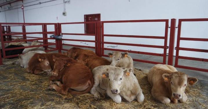 Francia reanuda las exportaciones de ganado bovino desde este sábado por la dermatosis nodular contagiosa