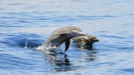 En Corea del Sur quieren dar derechos a especie amenazada de delfín