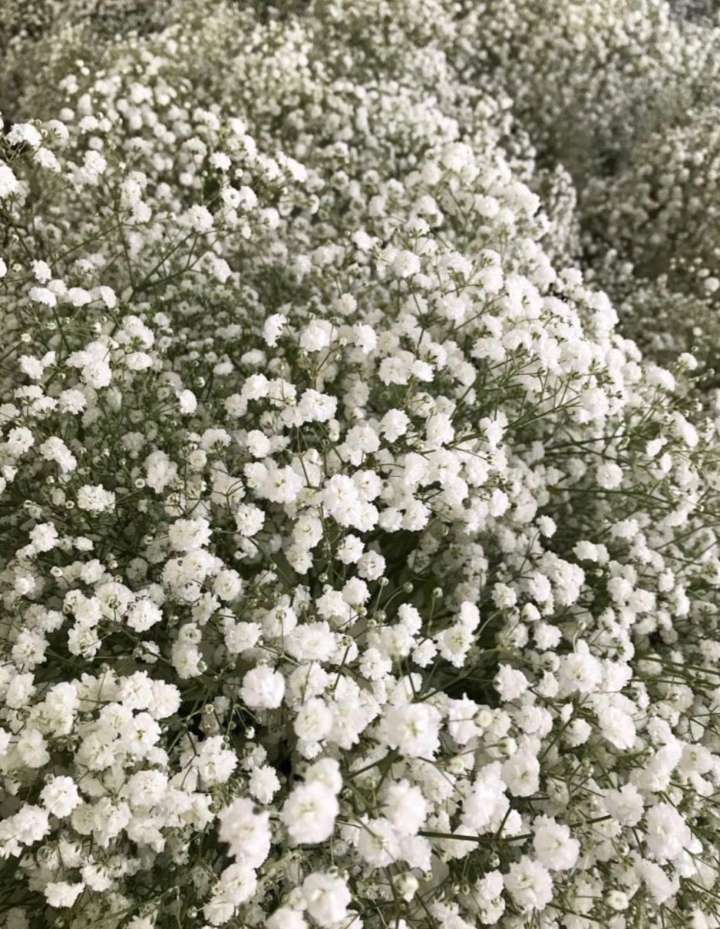 Aromas del más allá: la flor de nube en Día de Muertos
