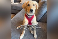 Owner Thinks Puppy Doesn’t Want To Go to Daycare