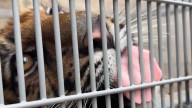 Rescatan a Tigresa de Predio Cerrado en Villa Hidalgo, Jalisco; Se Encuentra Bajo Resguardo