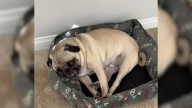 Nevada Family Uncovers The Surprising Ritual Their Dog Performs When They Leave