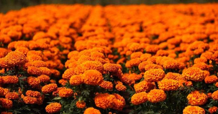 Inauguran el Festival de las Flores de Cempasúchil en Reforma