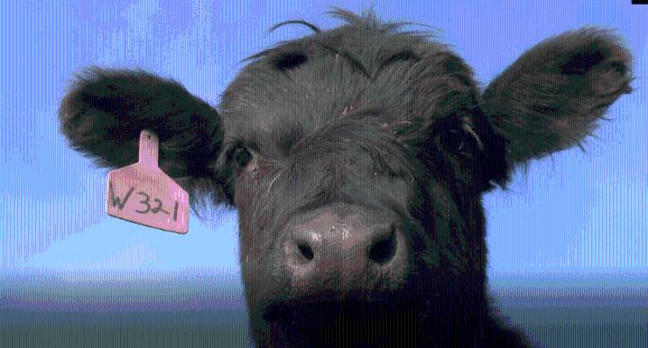 Oklahoma ranchers say Trump’s beef import idea adds uncertainty to cattle market