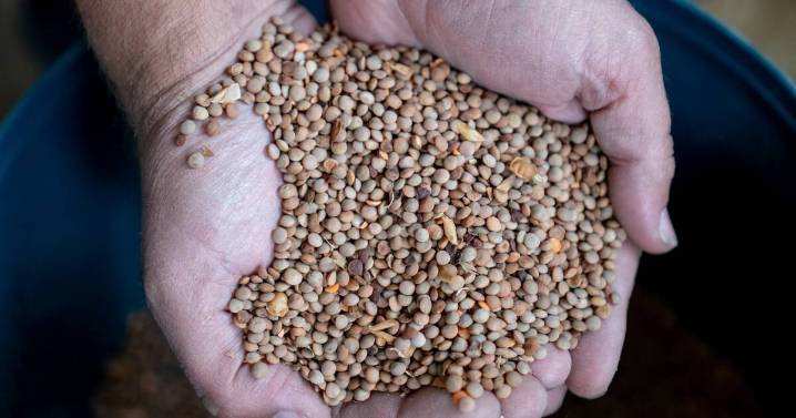NSW backs plant-based proteins for agricultural growth