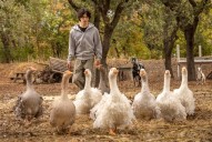 ‘We’re at capacity’: Sonoma bird rescues still overwhelmed with rooster crisis