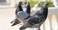 El rol de las palomas frente a la contaminación: Así alertan los niveles de plomo que hay en cada ciudad