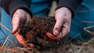 The Pretty Cover Crop You Can Grow In Fall For Healthier Soil In The Spring