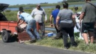 Un camión que transportaba cerdos volcó y vecinos se llevaron los animales