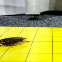 Officials: No risk to students following reports of cockroaches at city schools