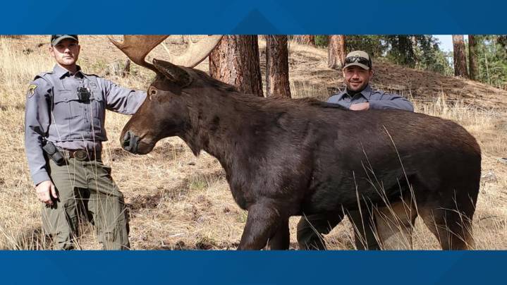 Idaho Fish and Game warns hunters of lifelike animal decoys