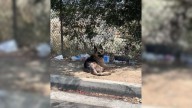 Abandoned California Dog Stays Under A Tree For Days Until A Rescue Mission Finally Breaks Through