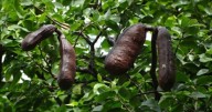 ¿Para qué sirve el algarrobo? Usos en alimentación, ganadería y conservación