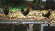 A la luz un nuevo foco de gripe aviar en una granja de gallinas ponedoras de Olmedo