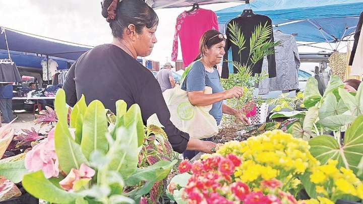 Dan plantas vida y color a las casas de Nuevo Laredo