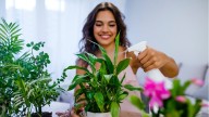 Cúales son plantas perfectas para regalarle a mamá en su día: símbolos de amor, protección y vida
