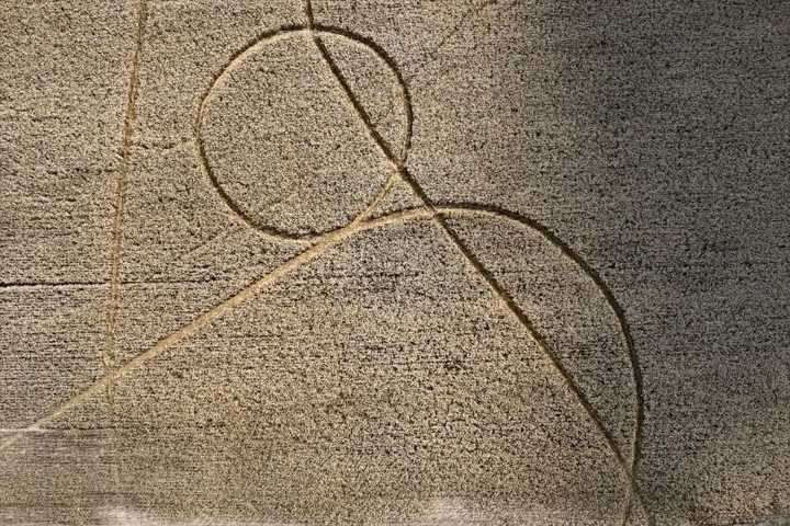 Halló “líneas” de trigo desgranado en el campo y crece el desconcierto