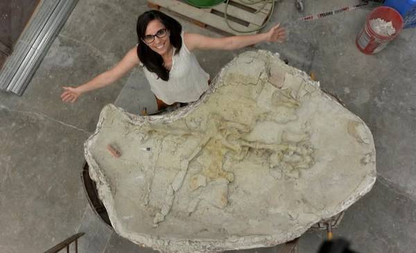 Nueva especie de Tortuga marina gigante en el MEF