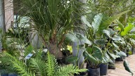 Tendencia tropical: en Canning crece la preferencia por plantas de hojas grandes y mucho verde