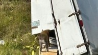 At least one monkey on the loose after truck crash in Mississippi