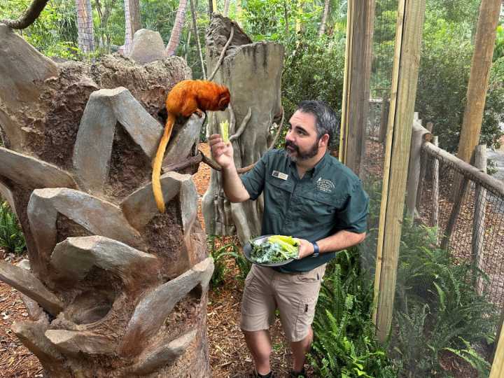 Golden lion tamarins, sloths find home in Fla.