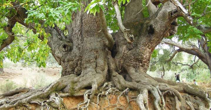 Conocen los secretos de la provincia de Málaga y alguno es milenario: árboles legendarios y rutas para encontrarlos