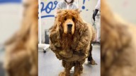 Illinois Rescuers Help Dog Buried In 30 Pounds Of Mats Walk Free For The First Time In Ages