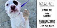 Calcasieu shelter dogs hoping to be your forever friend for Fall