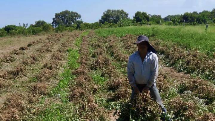 Del campo a la botana: cacahuate de Tampico Alto en Veracruz impulsa economía solidaria
