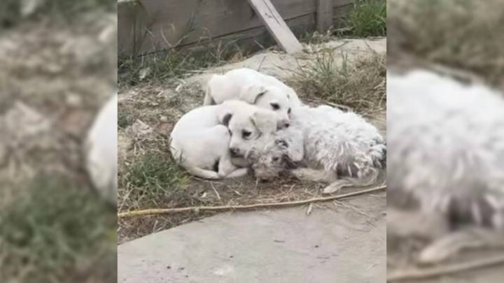 Pile Of Fur Near California Landfill Reveals Heartbreaking Discovery That Leaves Rescuers In Shock