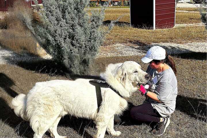 Microsoft employees pick Bertram dog rescue for month of giving
