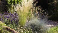 The Best Tools To Cut Back Ornamental Grasses For A Thriving Landscape