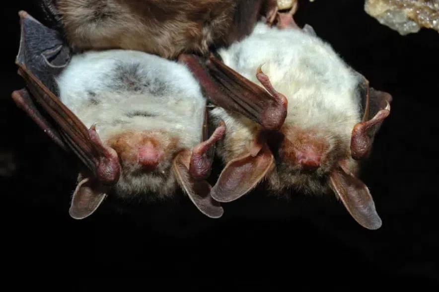 Martensville resident receives rabies vaccination after bat bites