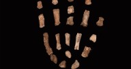 First known hand fossils of extinct human relative reveal ‘surprising’ features