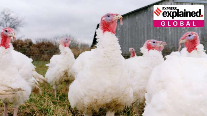 How US government shutdown could impact the return of bird flu infections