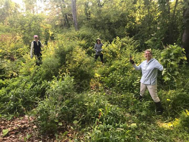Invasive plants here to stay in CT. AI tool looks to stop new ones