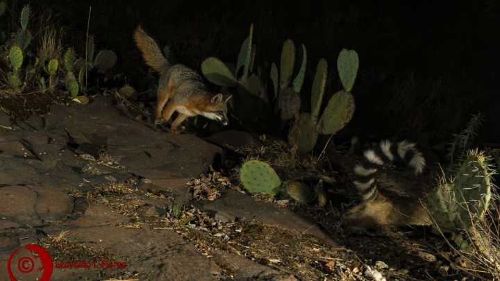 Nace alianza entre zorro gris y cacomixtle en Ciudad Universitaria, UAEMex